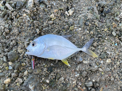 オニヒラアジの釣果