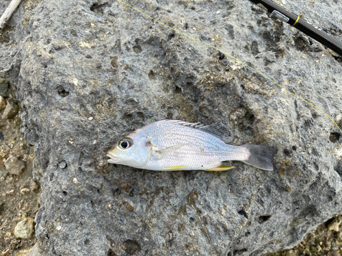 ホシミゾイサキの釣果