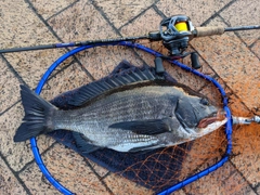 クロダイの釣果