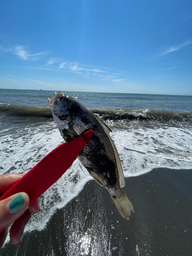 イシモチの釣果