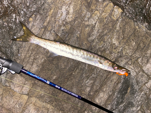 カマスの釣果