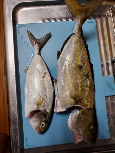 ショゴの釣果