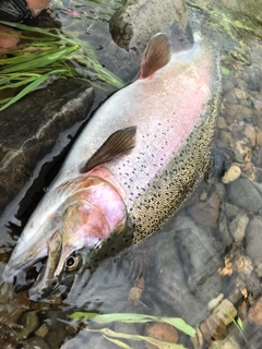 ニジマスの釣果