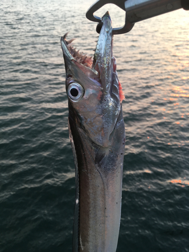 タチウオの釣果