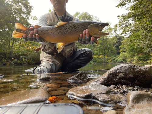 ブラウントラウトの釣果