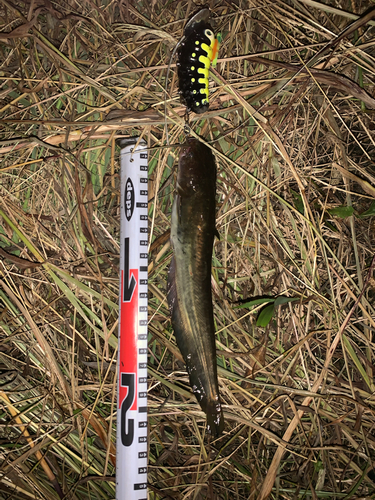 ナマズの釣果