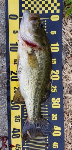 ブラックバスの釣果