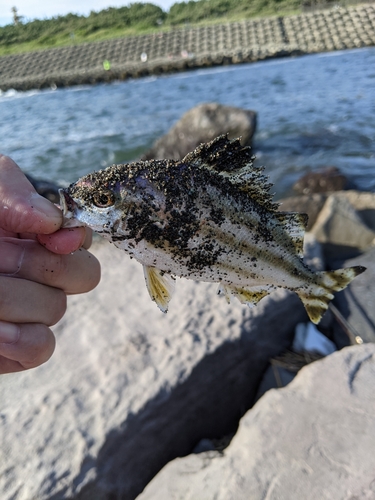 コトヒキの釣果