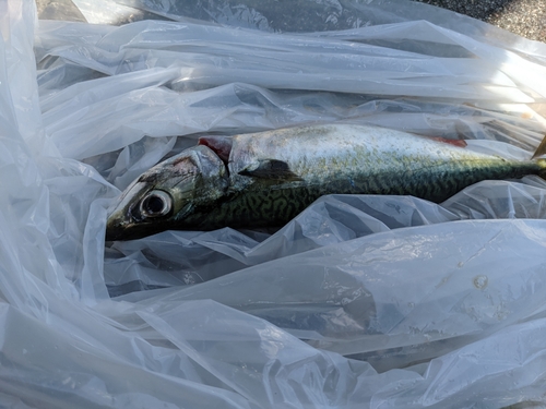 サバの釣果