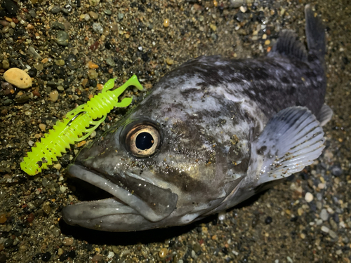 クロソイの釣果