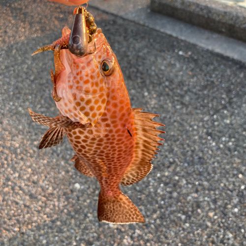 オオモンハタの釣果