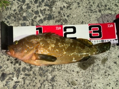 キジハタの釣果