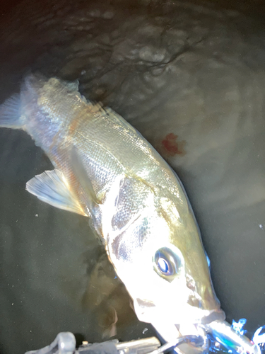 スズキの釣果