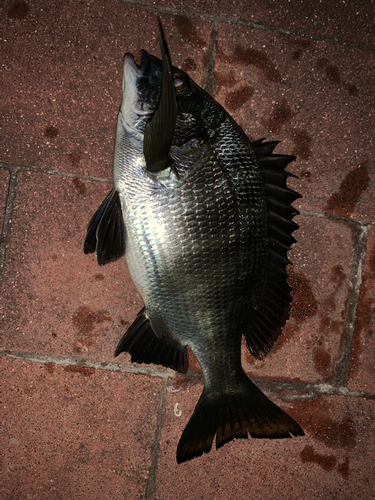 クロダイの釣果