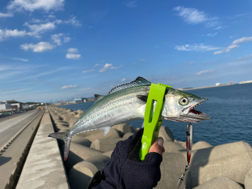 サゴシの釣果