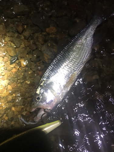 ハスの釣果