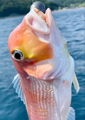 アマダイの釣果