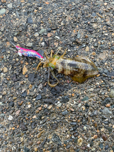 アオリイカの釣果