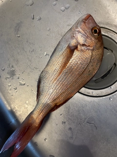 マダイの釣果