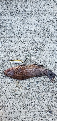 オオモンハタの釣果