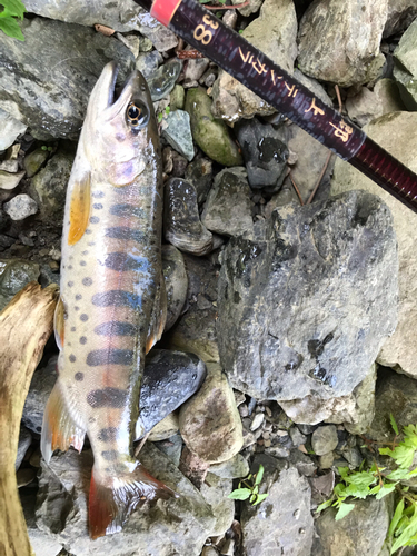 エノハの釣果