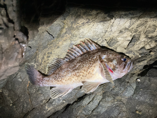 クロソイの釣果