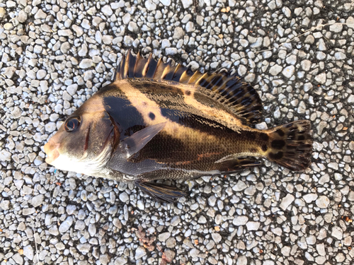 コショウダイの釣果