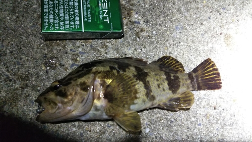 タケノコメバルの釣果