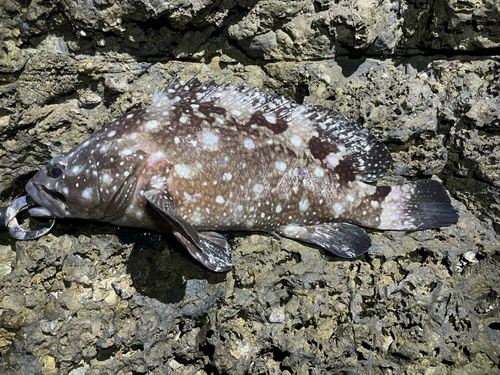 ハクテンハタの釣果