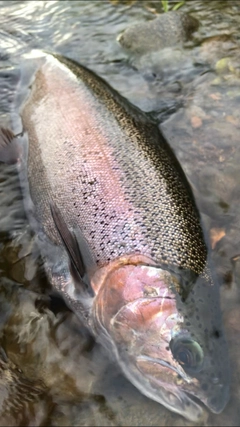 ニジマスの釣果