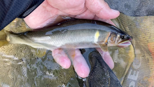 アユの釣果