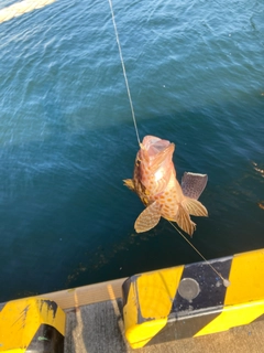 オオモンハタの釣果