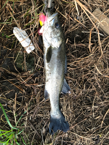 スズキの釣果