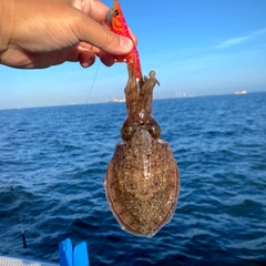 スミイカの釣果