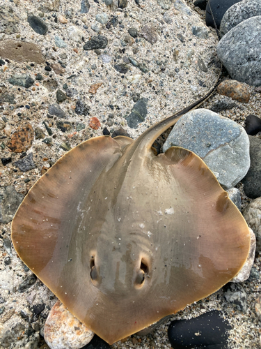 エイの釣果