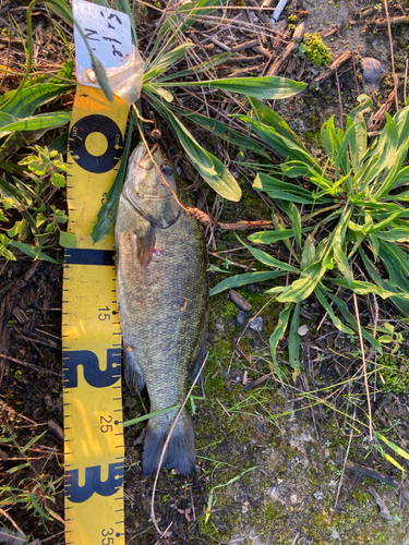 スモールマウスバスの釣果