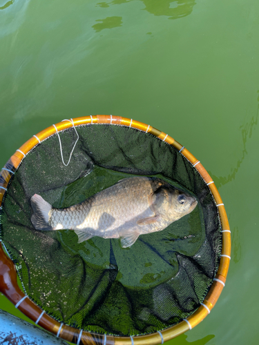 ヘラブナの釣果