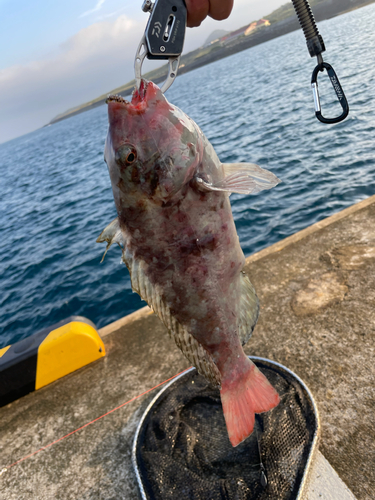 ブダイの釣果