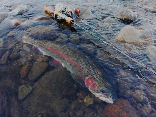 ニジマスの釣果