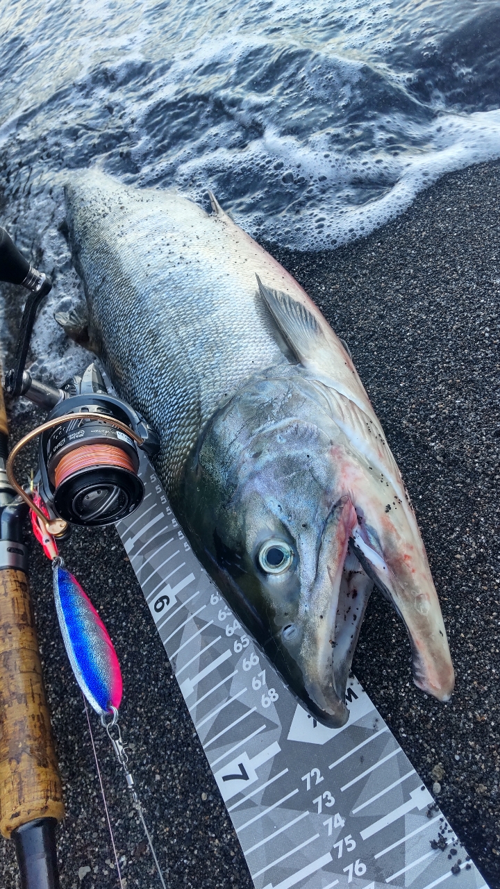 釣れない けんちょう(^_^)♪ さんの 2021年09月24日のサケの釣り・釣果情報(北海道 - 北海道伊達市近辺) - アングラーズ |  釣果500万件の魚釣り情報サイト