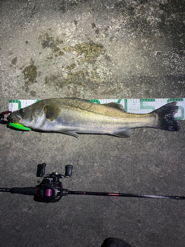 シーバスの釣果