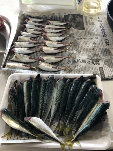 サバの釣果