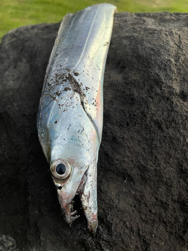 タチウオの釣果