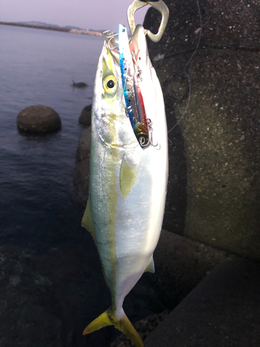 ハマチの釣果