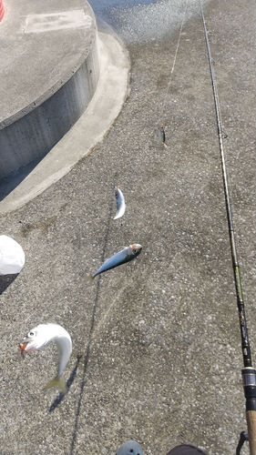 サバの釣果