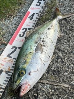 イナダの釣果