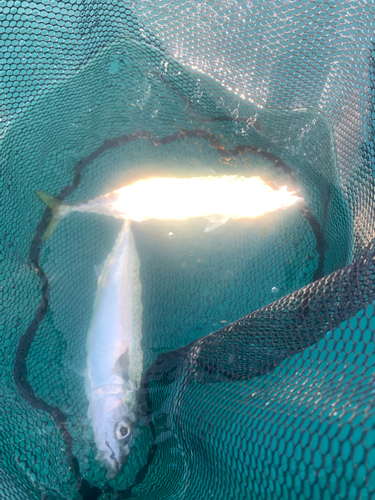 マサバの釣果