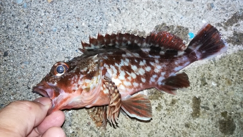 ガシラの釣果