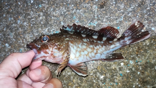 ガシラの釣果