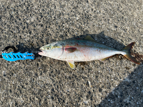 イナダの釣果